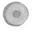 B 81614 YAY TUTUCU